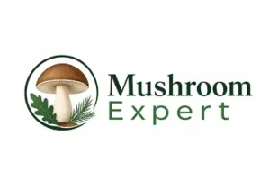 Професійний блог - Mushroom-Expert